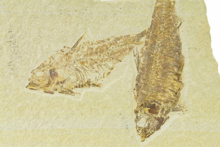 Plate of Two Fossil Fish (Knightia) - Wyoming #333781